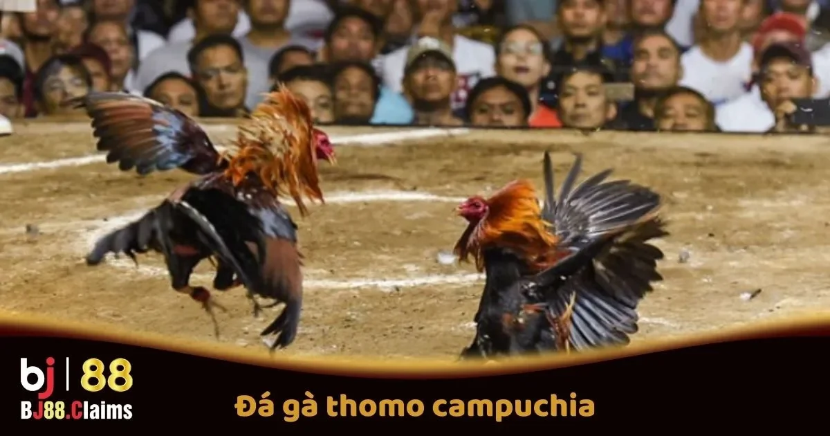 Đá Gà Thomo Campuchia Tại BJ88: Các Trận Đấu Hấp Dẫn