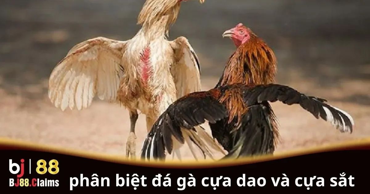 Phân Biệt Đá Gà Cựa Dao và Cựa Sắt: Những Điều Cần Biết